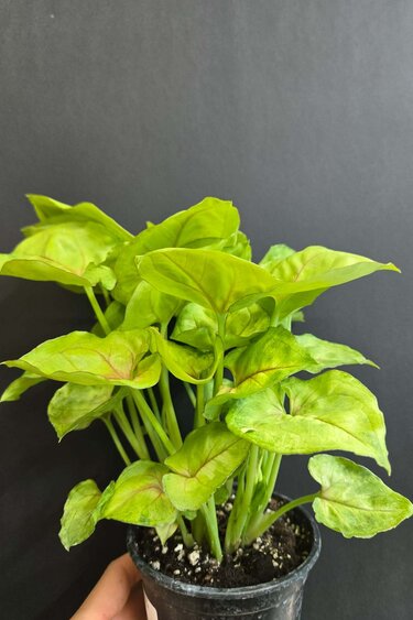 Magazoo Syngonium podophyllum ''Kiwi Delight'' Plant