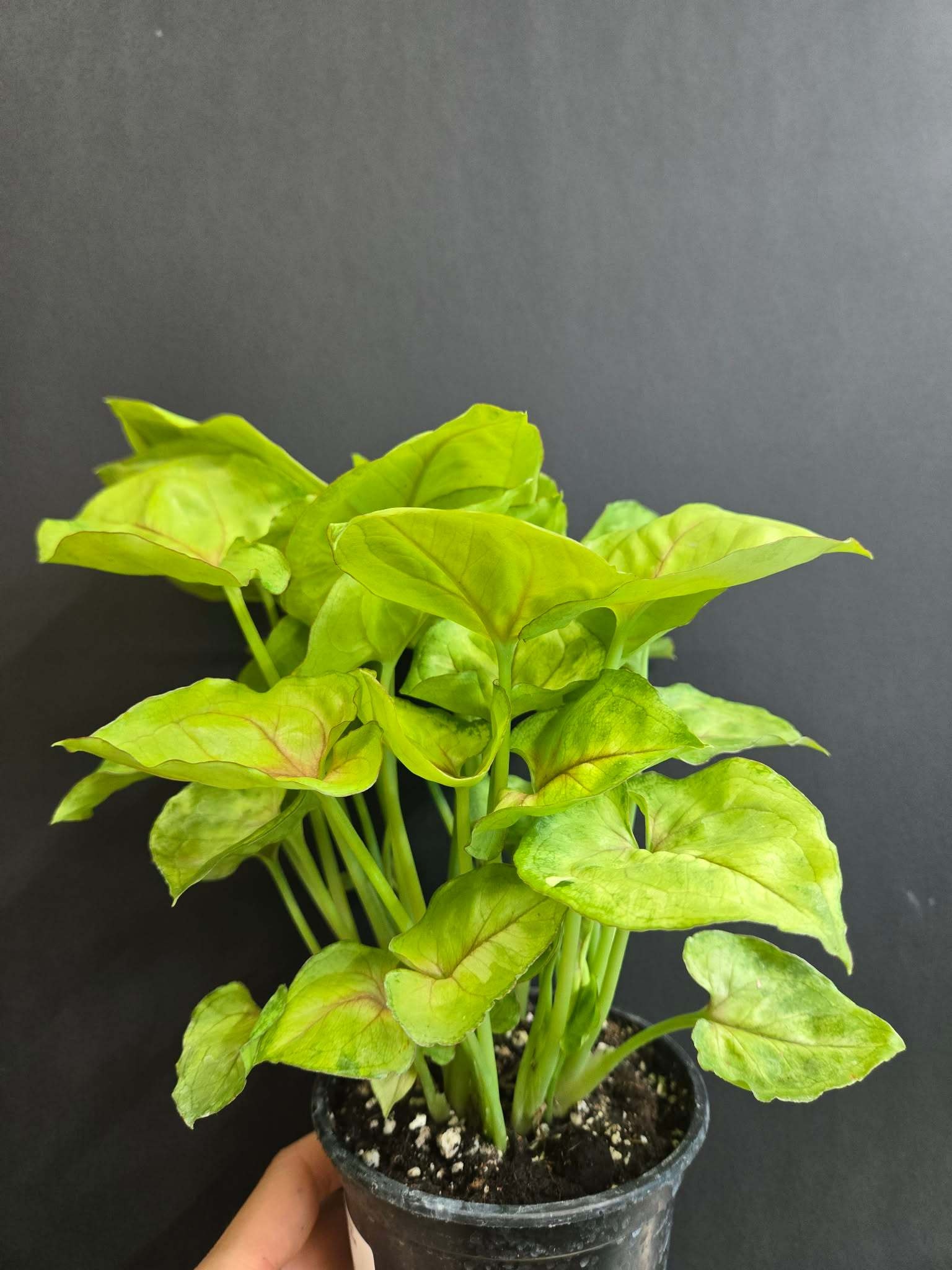 Magazoo Plante Syngonium podophyllum ''Kiwi Delight''