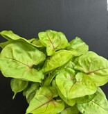 Magazoo Plante Syngonium podophyllum ''Kiwi Delight''
