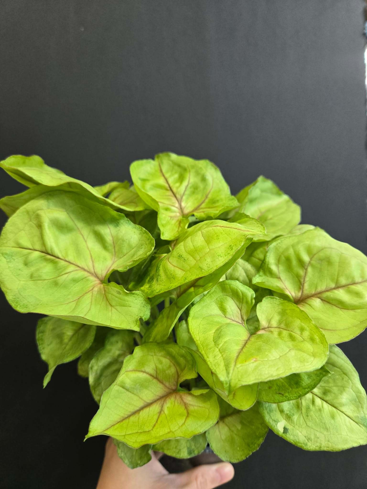 Magazoo Plante Syngonium podophyllum ''Kiwi Delight''