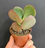 Magazoo Plante Kalanchoe luciae 'Flapjack'
