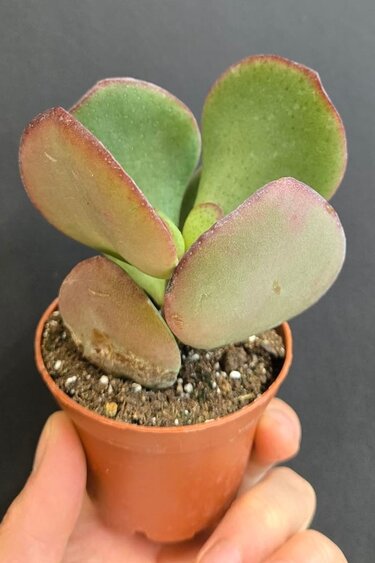 Magazoo Plante Kalanchoe luciae 'Flapjack'