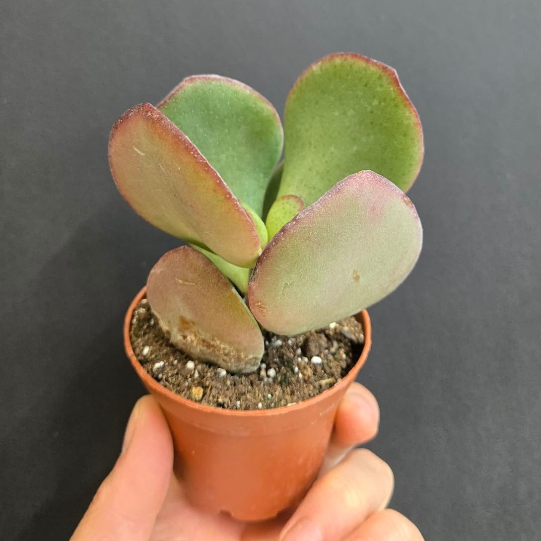 Magazoo Plante Kalanchoe luciae 'Flapjack'