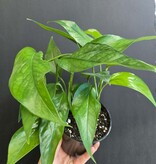 Magazoo Plante Epipremnum Pinnatum 'Baltic Blue'