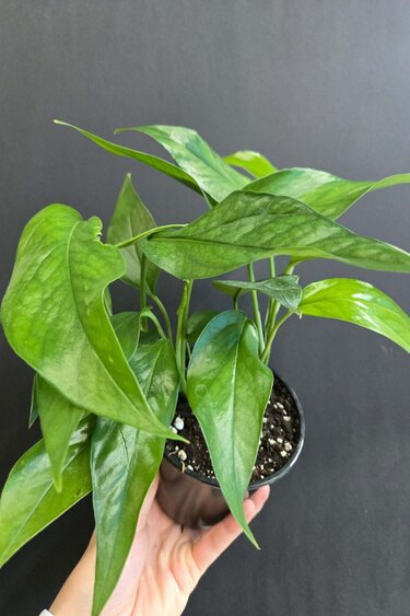 Magazoo Plante Epipremnum Pinnatum 'Baltic Blue'