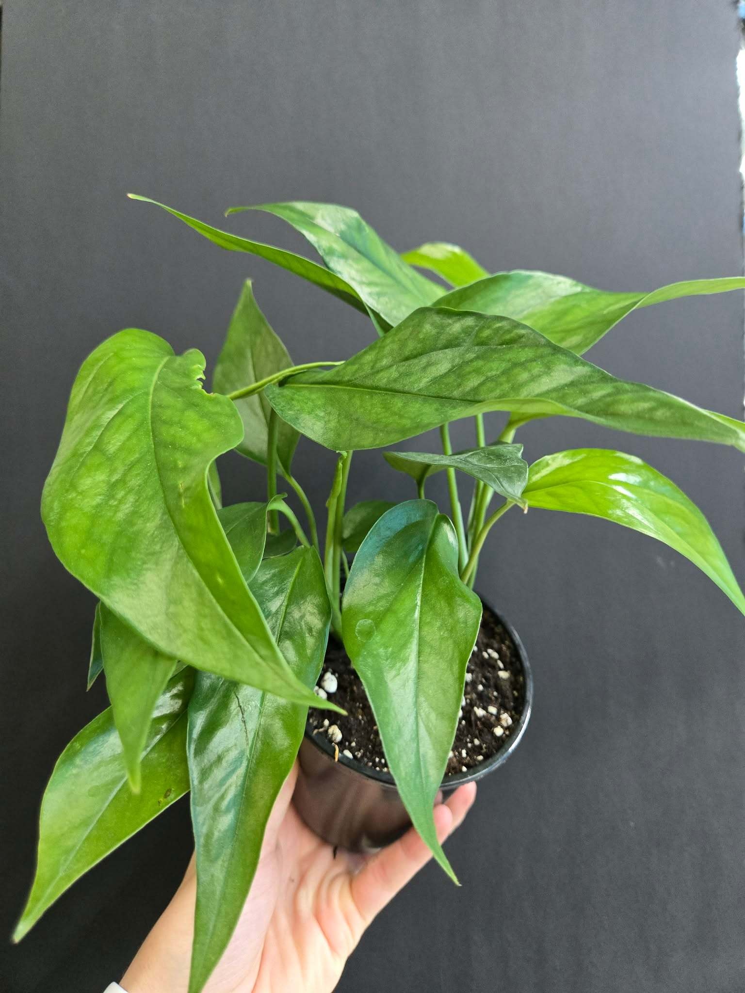 Magazoo Plante Epipremnum Pinnatum 'Baltic Blue'
