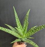 Magazoo Aloe medivera 'Tropical' Plant