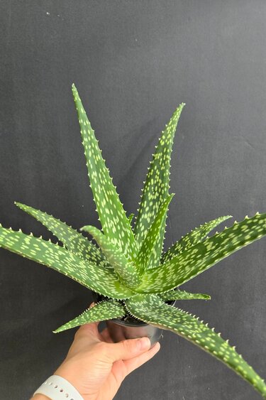 Magazoo Plante Aloe medivera 'Tropical'