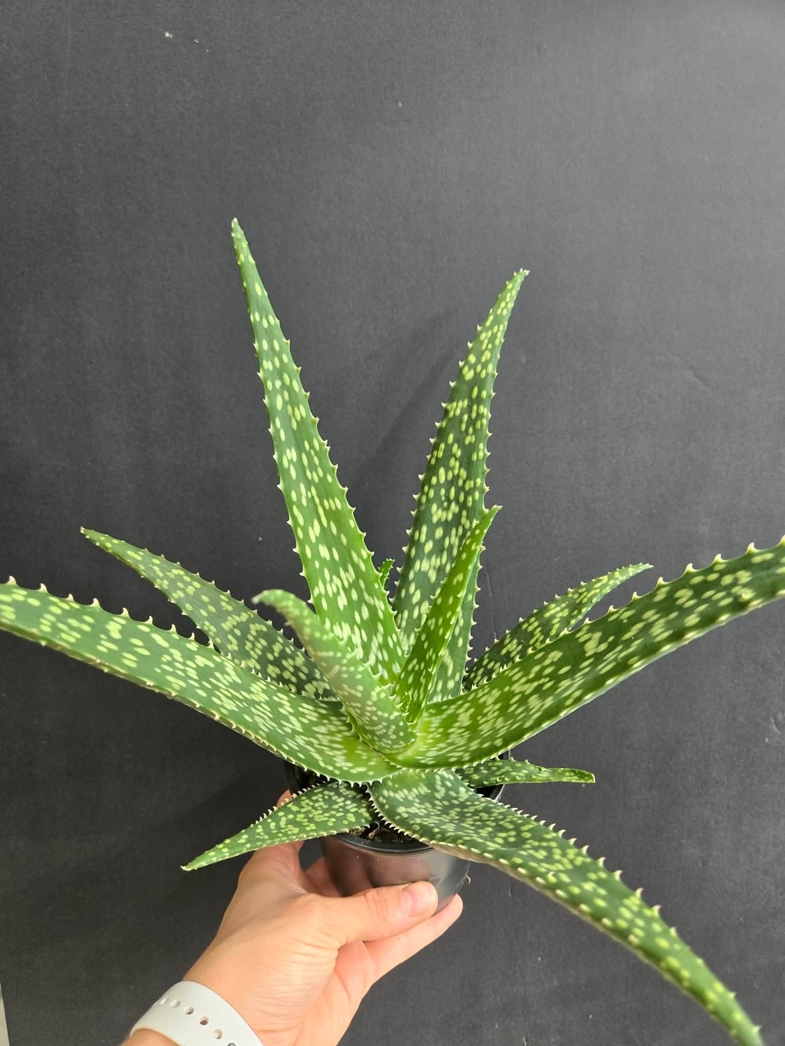 Magazoo Aloe medivera 'Tropical' Plant