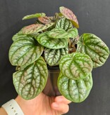 Magazoo Peperomia 'Burbella' Plant
