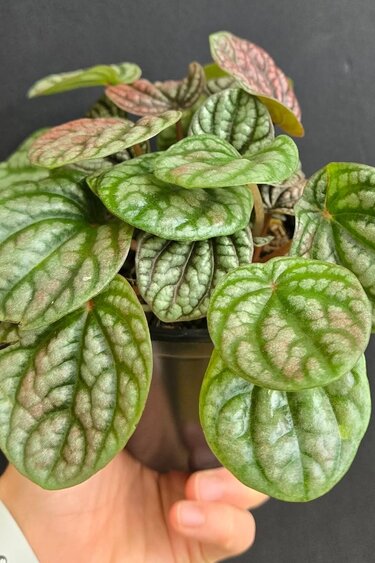 Magazoo Plante Peperomia 'Burbella'