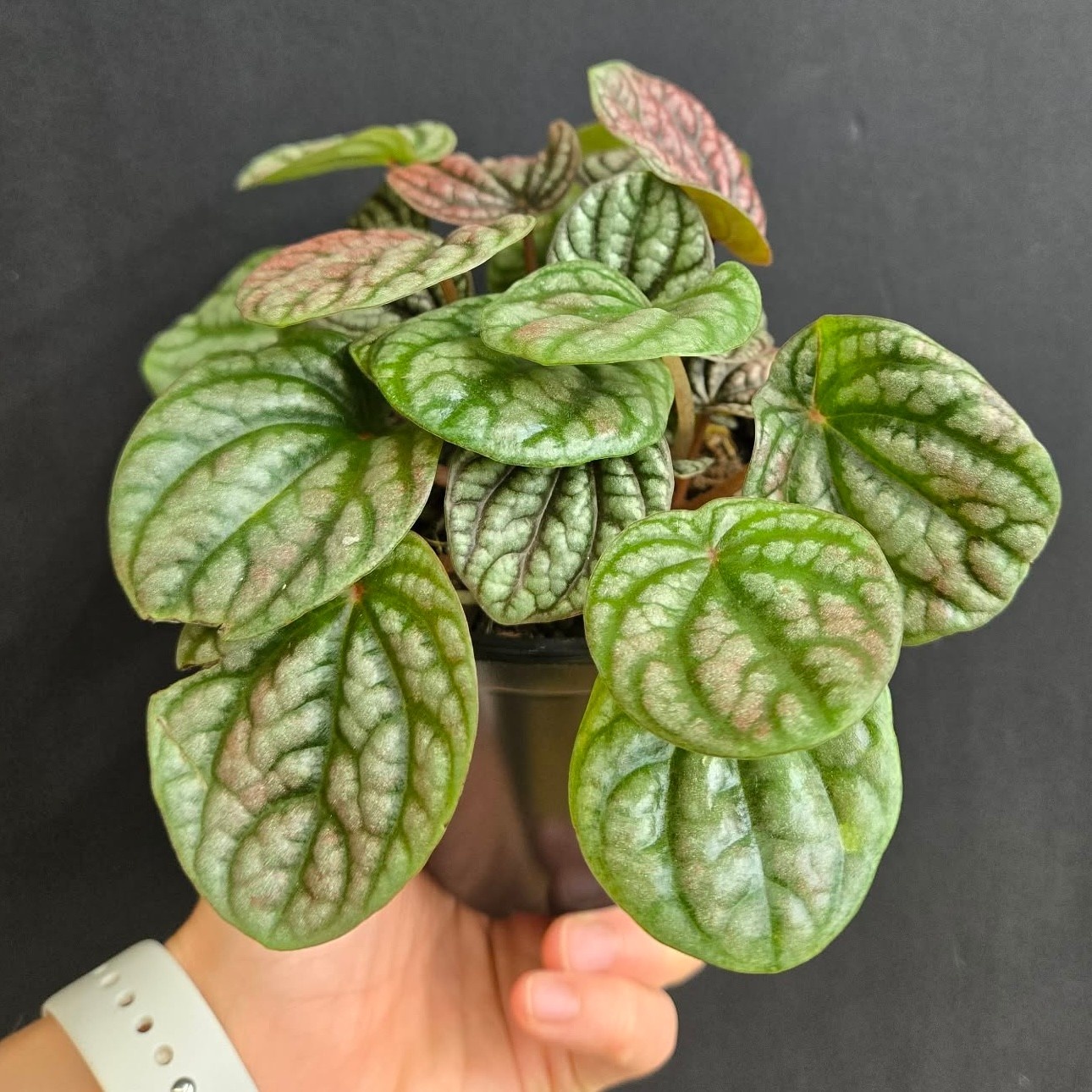 Magazoo Peperomia 'Burbella' Plant