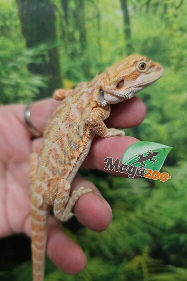Magazoo Baby Female #A Hypo Leatherback Bearded Dragon 06/17/26