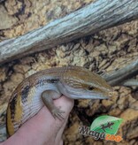 Magazoo Northern  Blue tongue skink #1