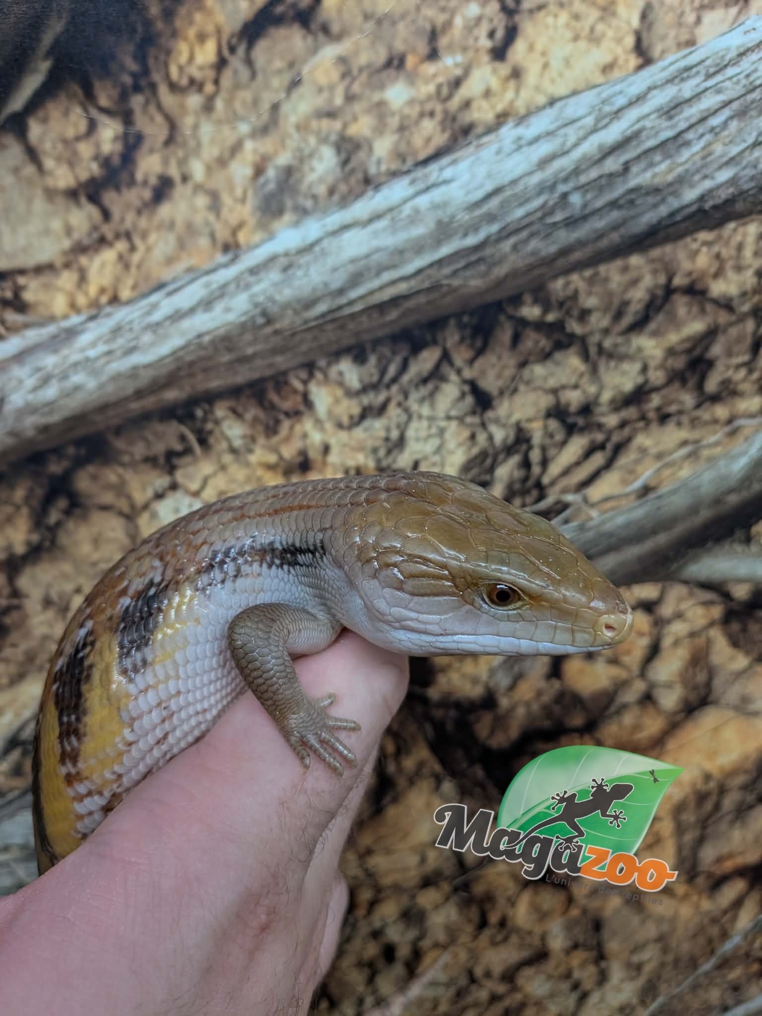 Magazoo Northern  Blue tongue skink #1