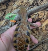 Magazoo Northern  Blue tongue skink #1