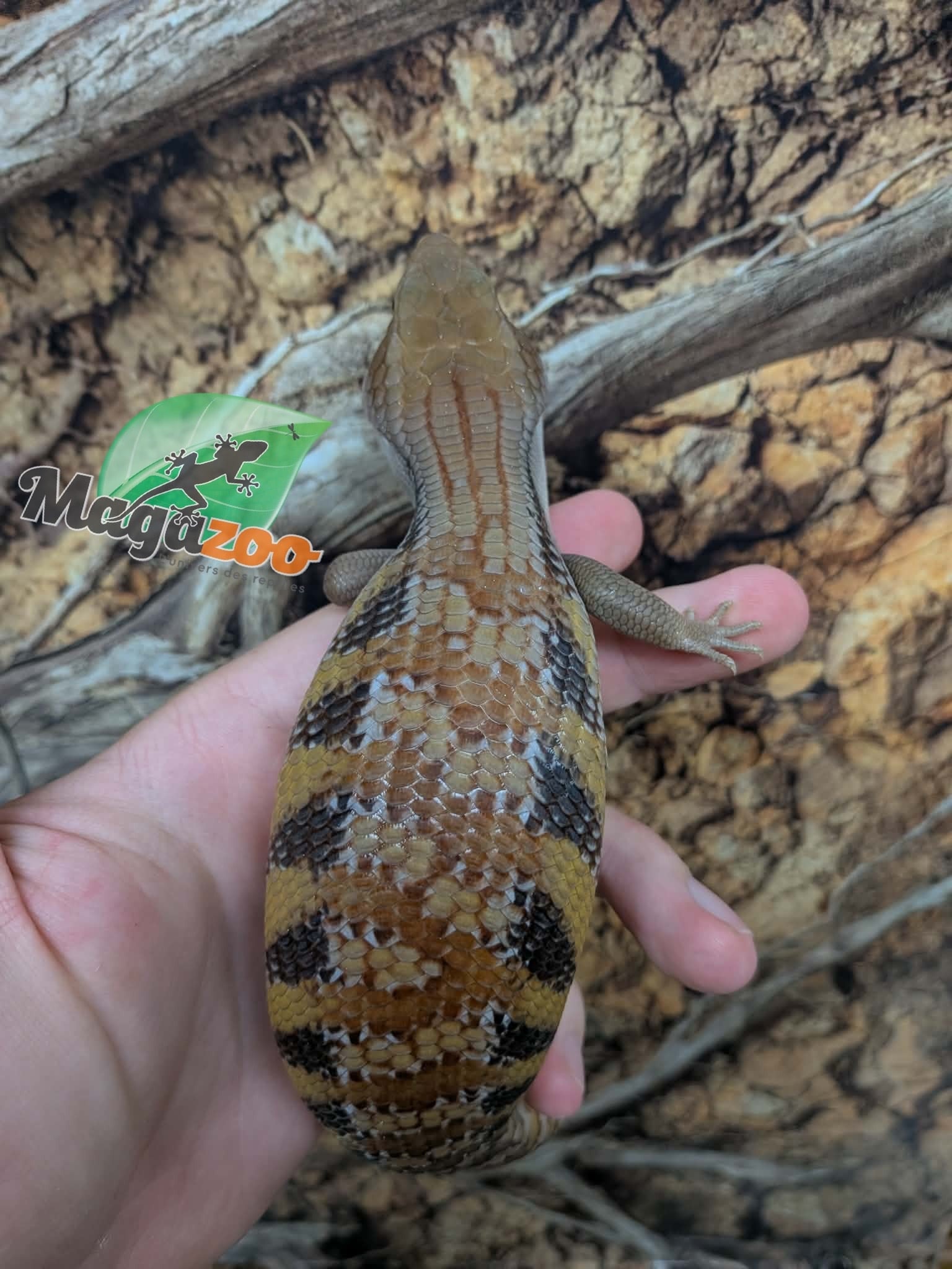 Magazoo Northern  Blue tongue skink #1