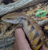 Magazoo Northern  Blue tongue skink #1