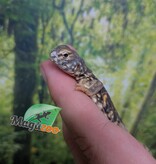 Magazoo Baby Orange Niger uromastyx #2 (CB)
