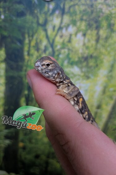 Magazoo Uromastyx du Niger orange #2 (Bébé CB)
