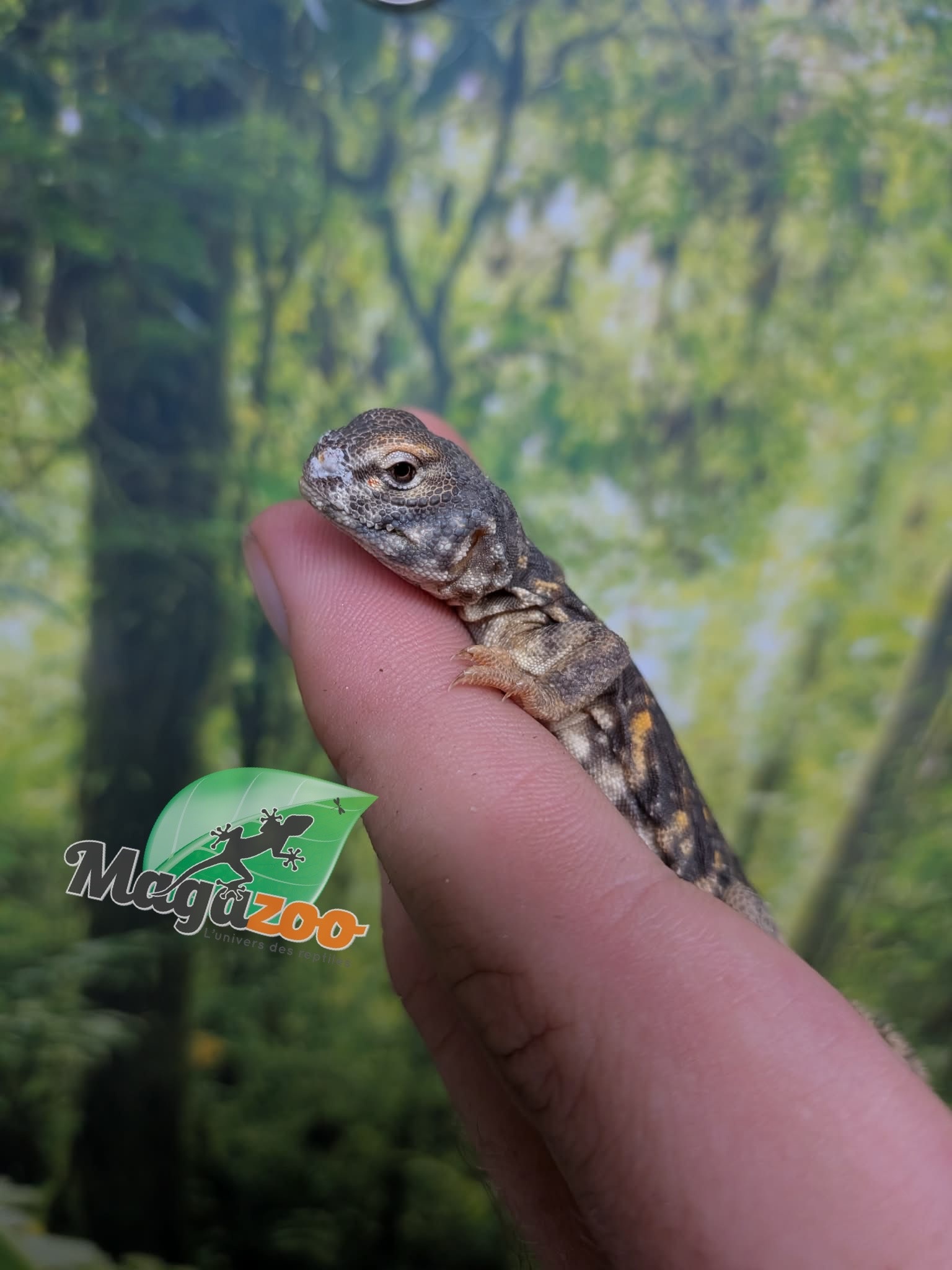 Magazoo Baby Orange Niger uromastyx #2 (CB)