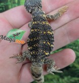 Magazoo Baby Orange Niger uromastyx #2 (CB)
