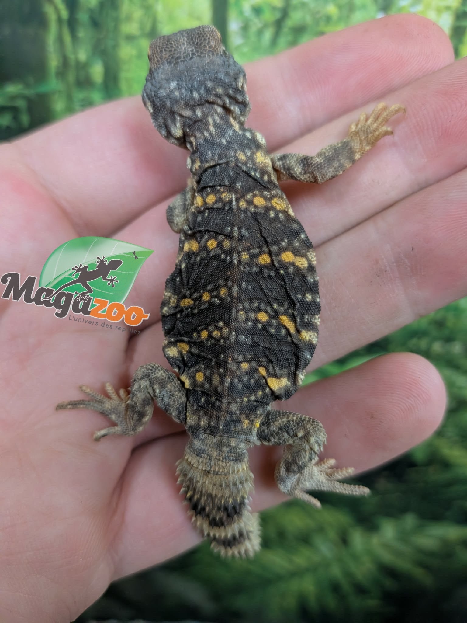 Magazoo Baby Orange Niger uromastyx #2 (CB)