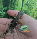 Magazoo Uromastyx du Niger orange #2 (Bébé CB)
