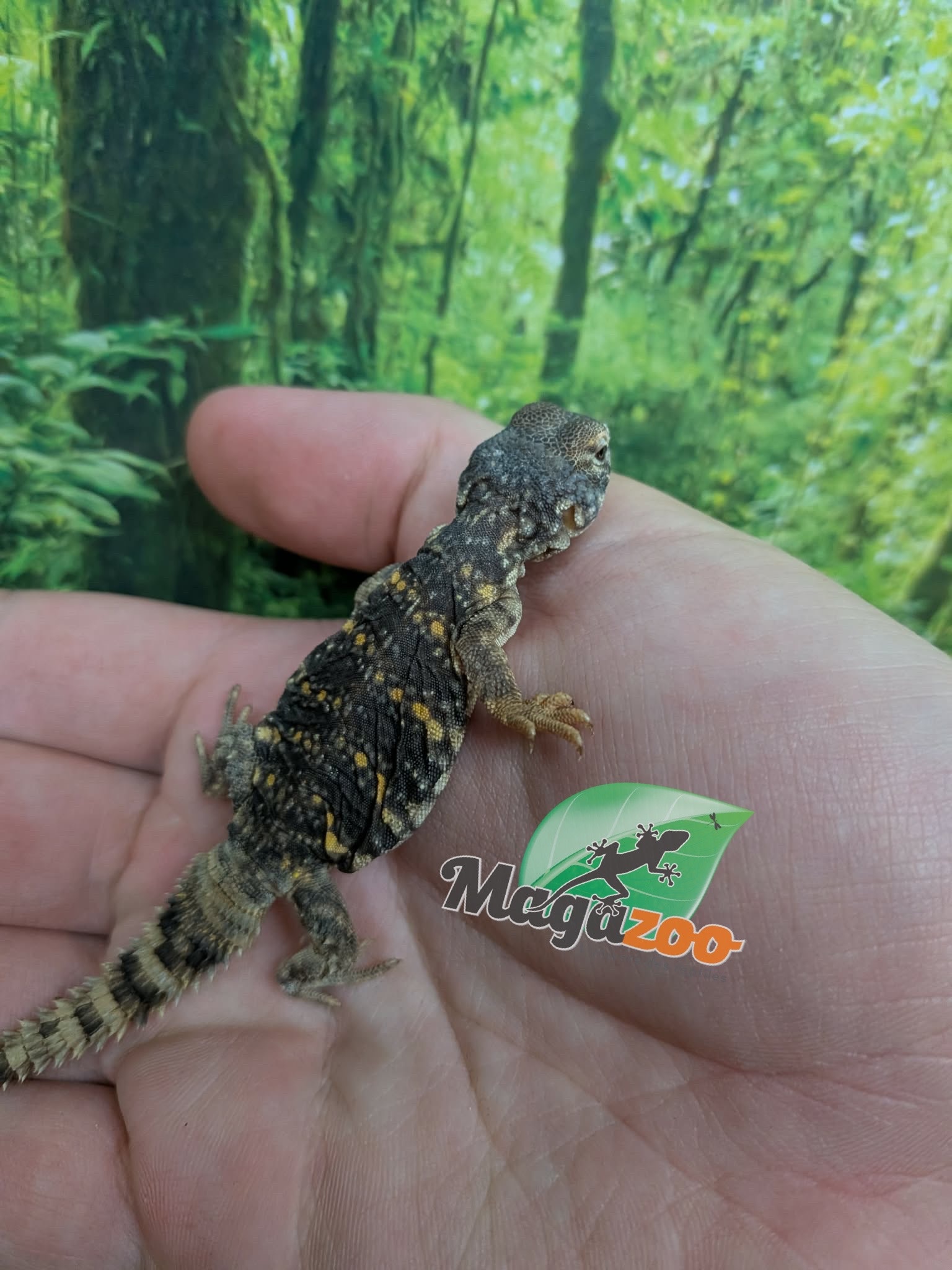 Magazoo Baby Orange Niger uromastyx #2 (CB)