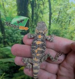 Magazoo Agame peint né en captivité #2 - Captive bred painted agama