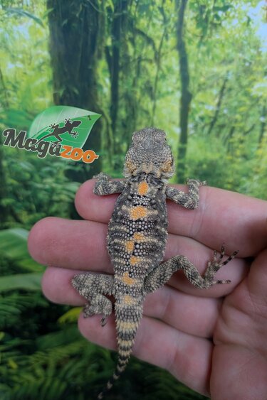 Magazoo Agame peint né en captivité #2 - Captive bred painted agama