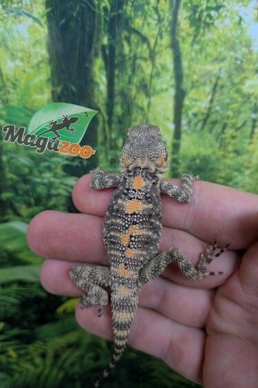 Magazoo Captive Born Peinted agama #2