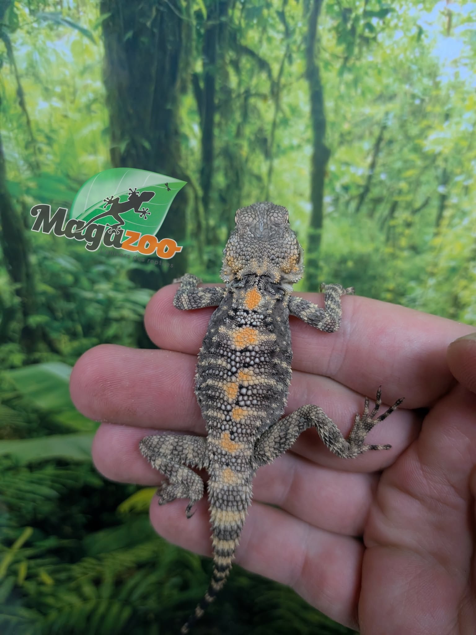 Magazoo Captive Born Peinted agama #2