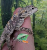 Magazoo Captive Born Peinted agama #3