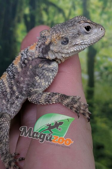 Magazoo Captive Born Peinted agama #3