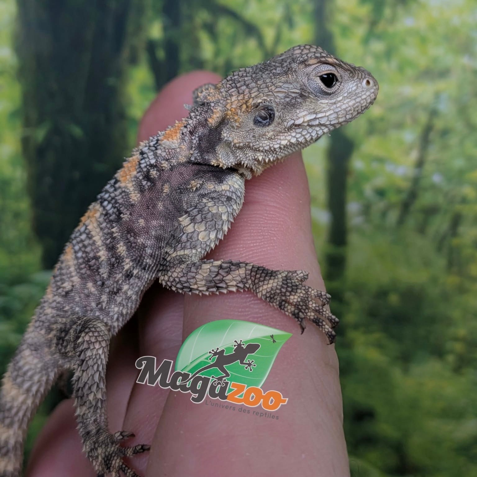 Magazoo Agame peint né en captivité #3 - Captive bred painted agama