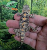 Magazoo Agame peint né en captivité #1 - Captive bred painted agama