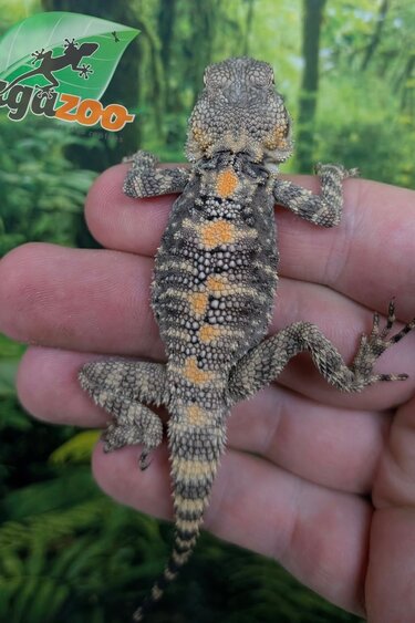 Magazoo Agame peint né en captivité #1 - Captive bred painted agama