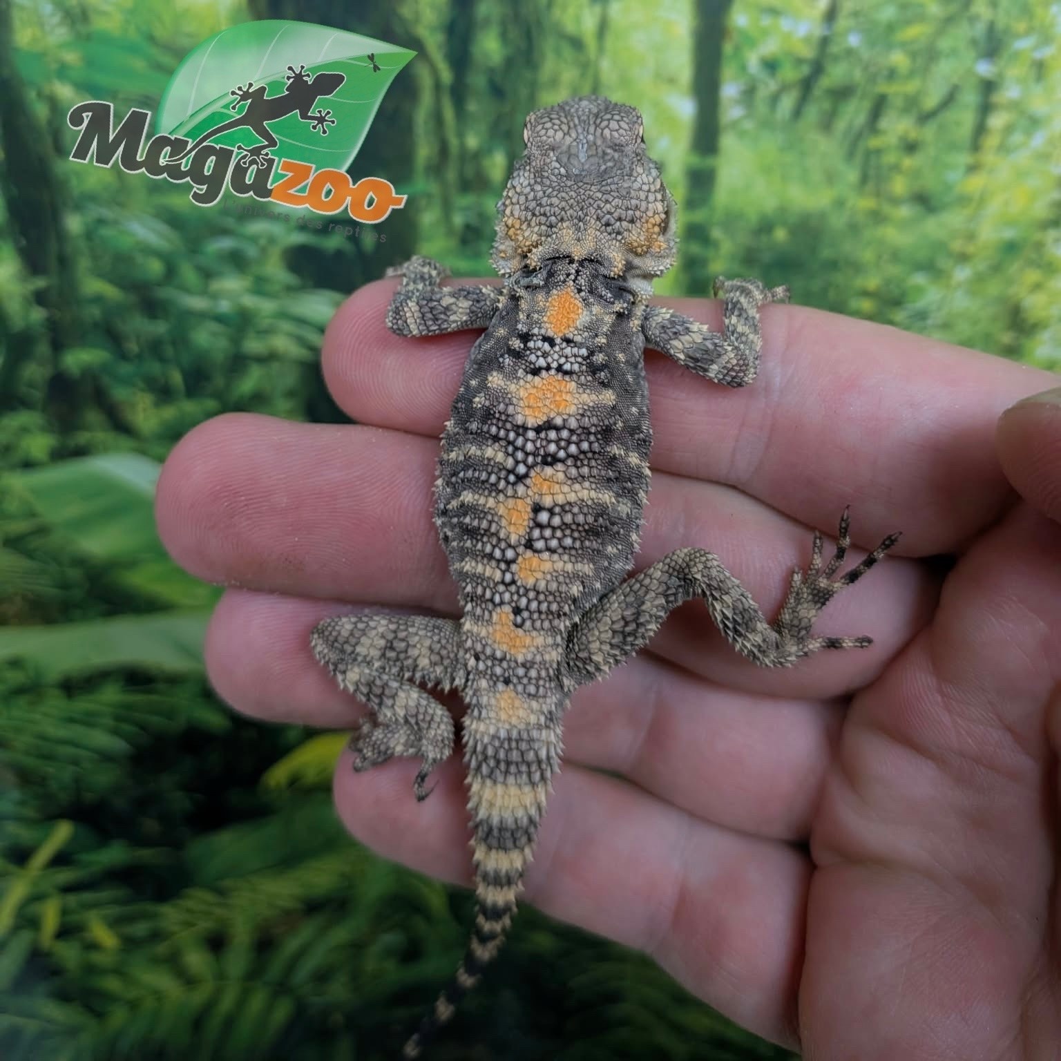 Magazoo Peinted agama Captive Born #1