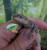 Magazoo Agame peint né en captivité #1 - Captive bred painted agama