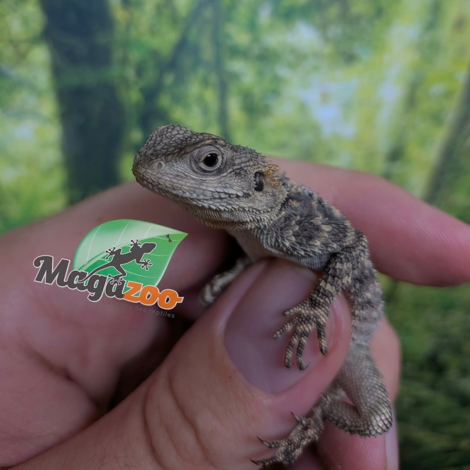 Magazoo Peinted agama Captive Born #1