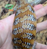 Magazoo Northern  Blue tongue skink  #3