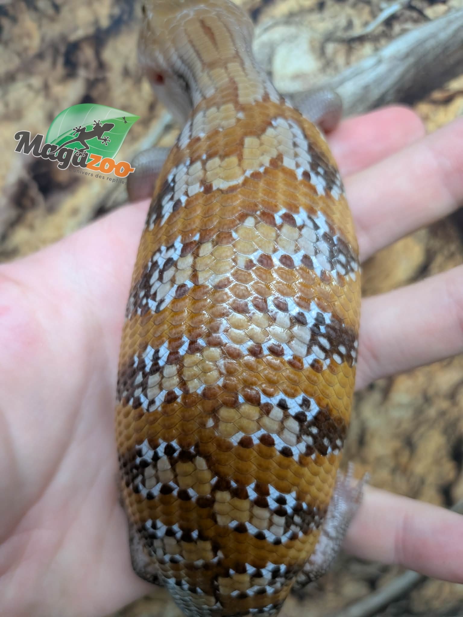 Magazoo Northern  Blue tongue skink  #3