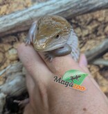 Magazoo Northern  Blue tongue skink  #3