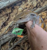 Magazoo Northern  Blue tongue skink  #3