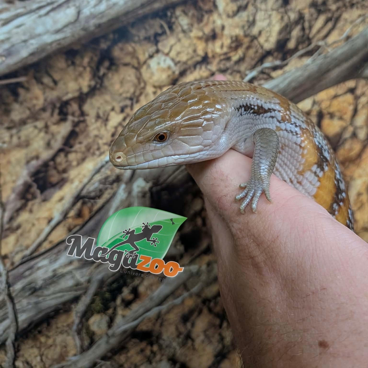 Magazoo Northern  Blue tongue skink  #3