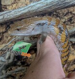 Magazoo Northern  Blue tongue skink  #3