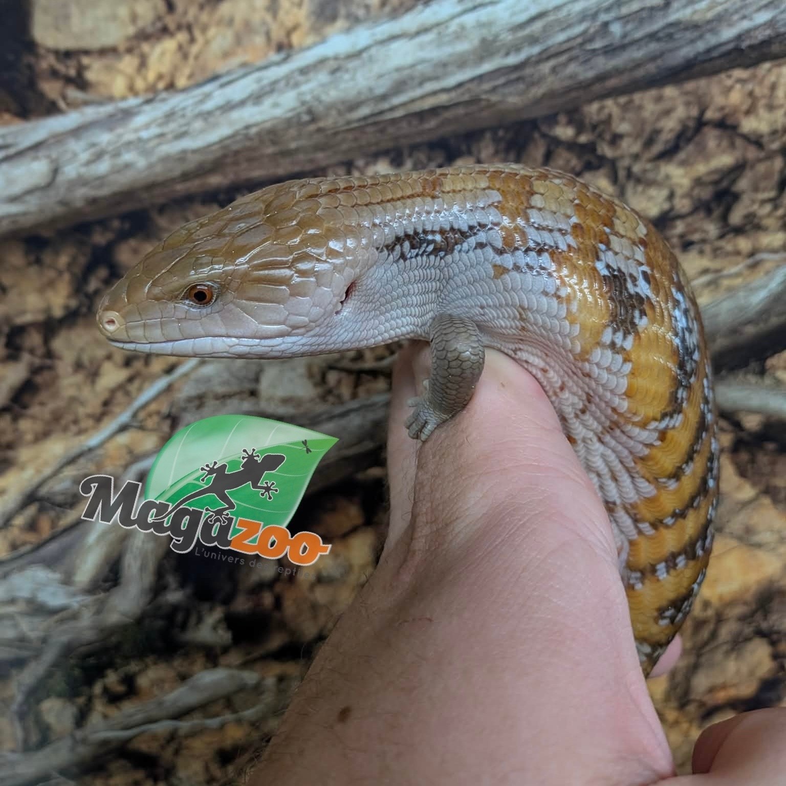 Magazoo Northern  Blue tongue skink  #3
