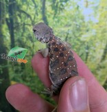 Magazoo Baby Uromastyx ocellata #1 Captive Born