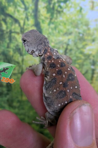 Magazoo Uromastyx ocellata #2 Bébé né en captivité